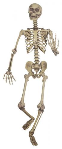 Пластмассовый скелет 160 см - купить 