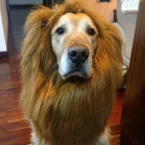 Грива льва для собак - купить 