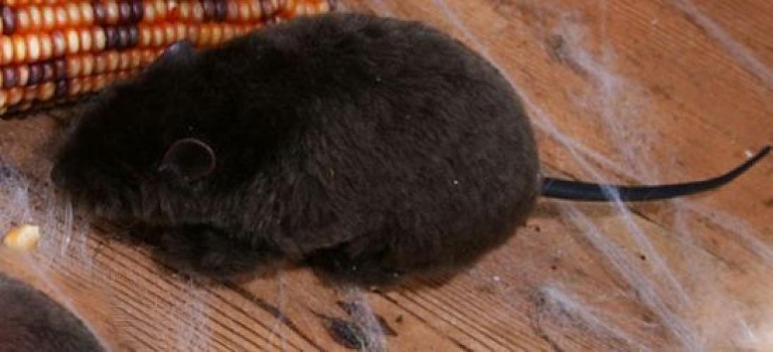Чёрная плюшевая крыска 15 см - купить 