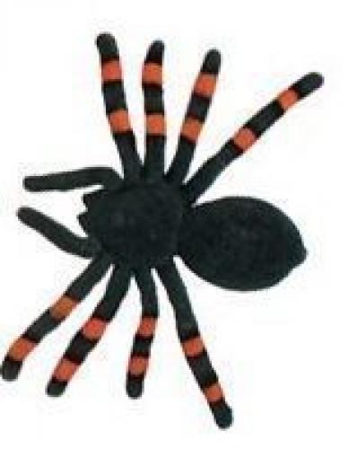 Бархатный тарантул черно-оранжевый - купить 
