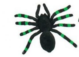 Бархатный тарантул черно-зеленый