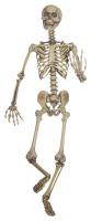 Пластмассовый скелет 160 см