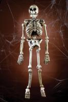 Подвесной реалистичный скелетон 150 см