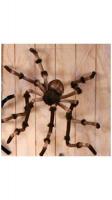 Коричневый гигантский паук 240 см