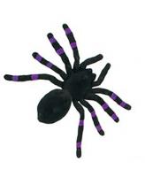 Бархатный тарантул черно-фиолетовый