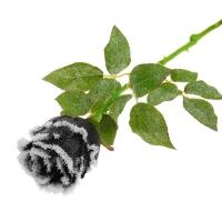 Готическая черная роза